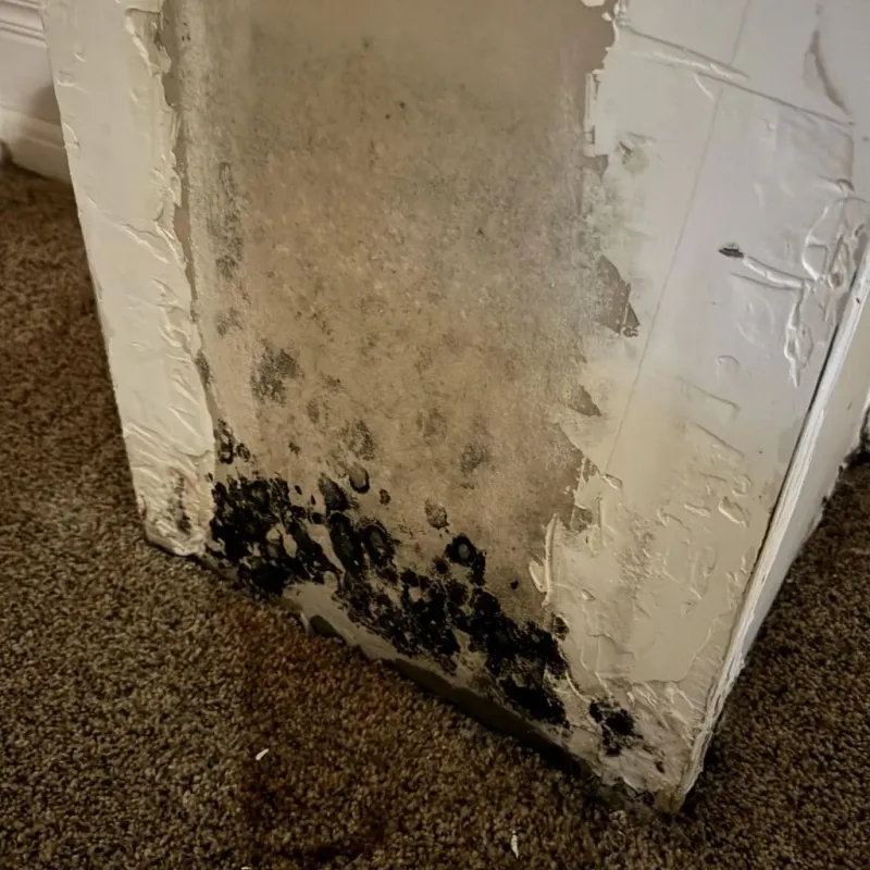 Professional Mold Removal in Pocomoke City, MD